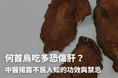 何首烏藥膳功效|何首烏秋冬進補怎麼吃？醫列功效禁忌＋何首烏藥膳做。